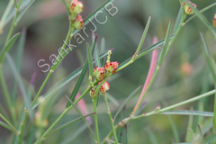 Sebastiania chamaelea